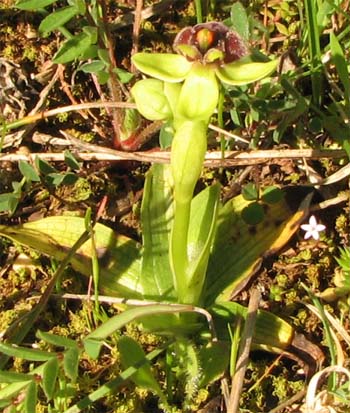 Ophrys bombyliflora